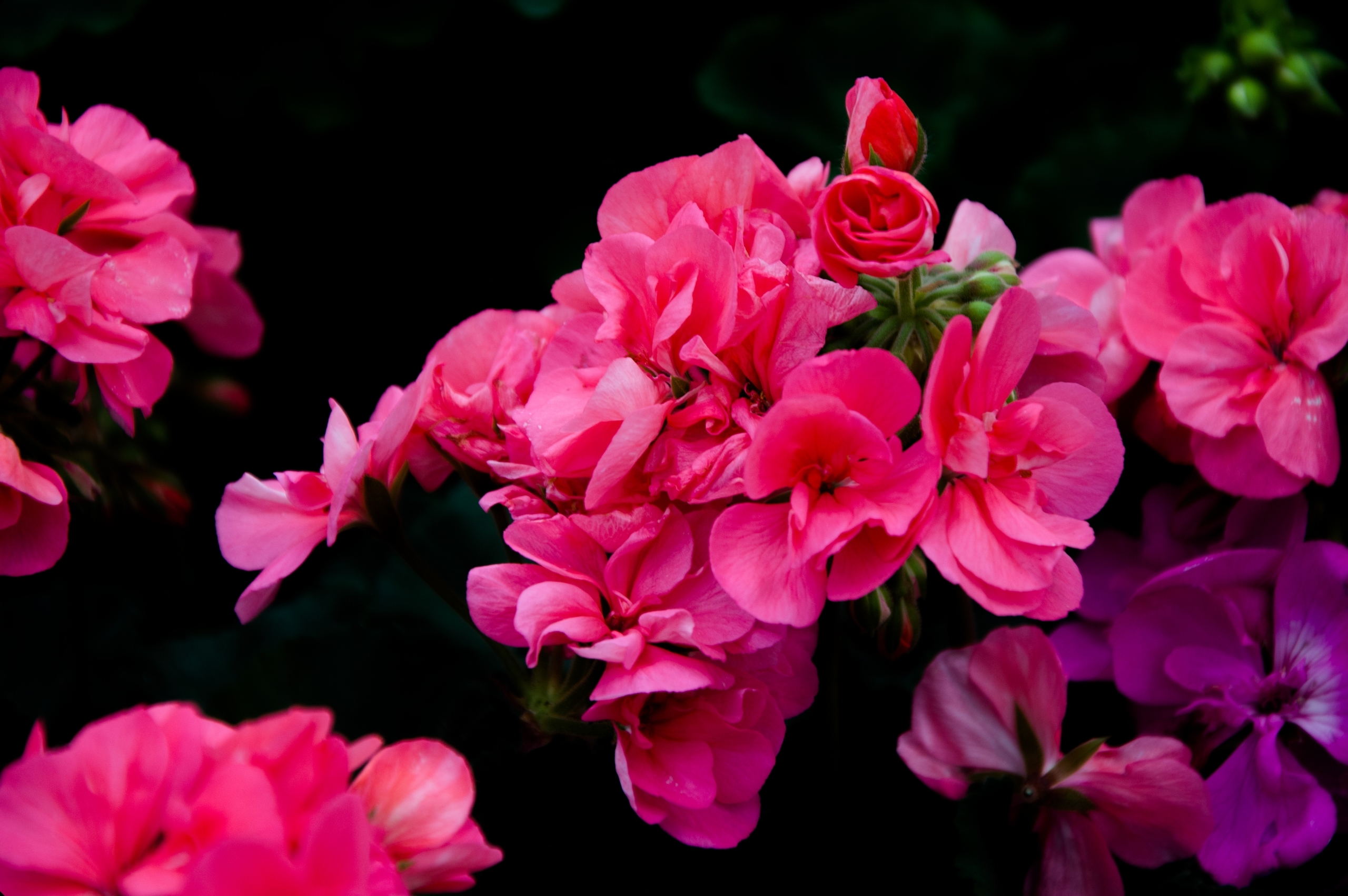 Fonds d'cran Nature Fleurs 