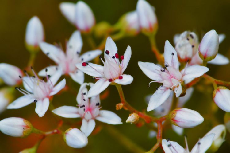 Fonds d'cran Nature Fleurs Toutes Petites Fleurs