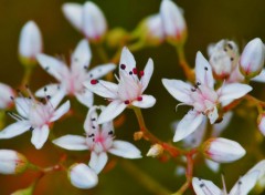  Nature Toutes Petites Fleurs