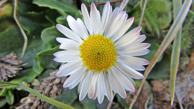 Fonds d'cran Nature Fleurs Marguerite.