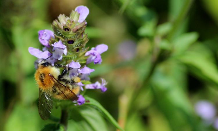 Fonds d'cran Animaux Insectes - Abeilles Gupes ... Bourdon des champs