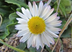  Nature Marguerite.