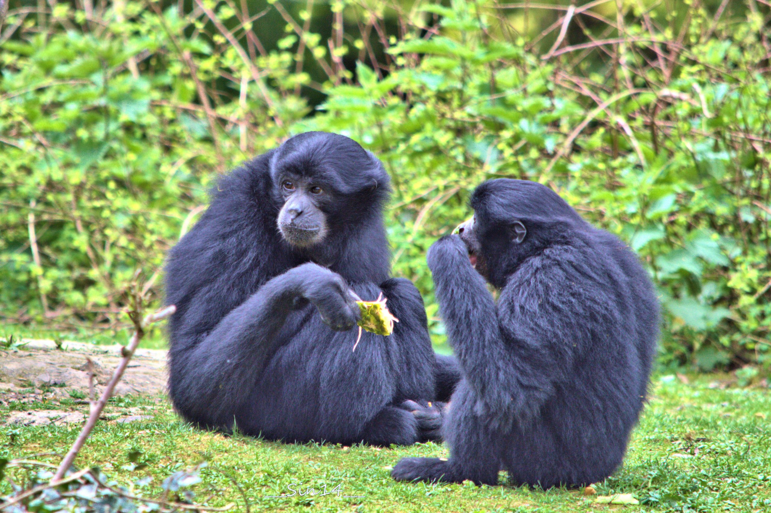 Fonds d'cran Animaux Singes 