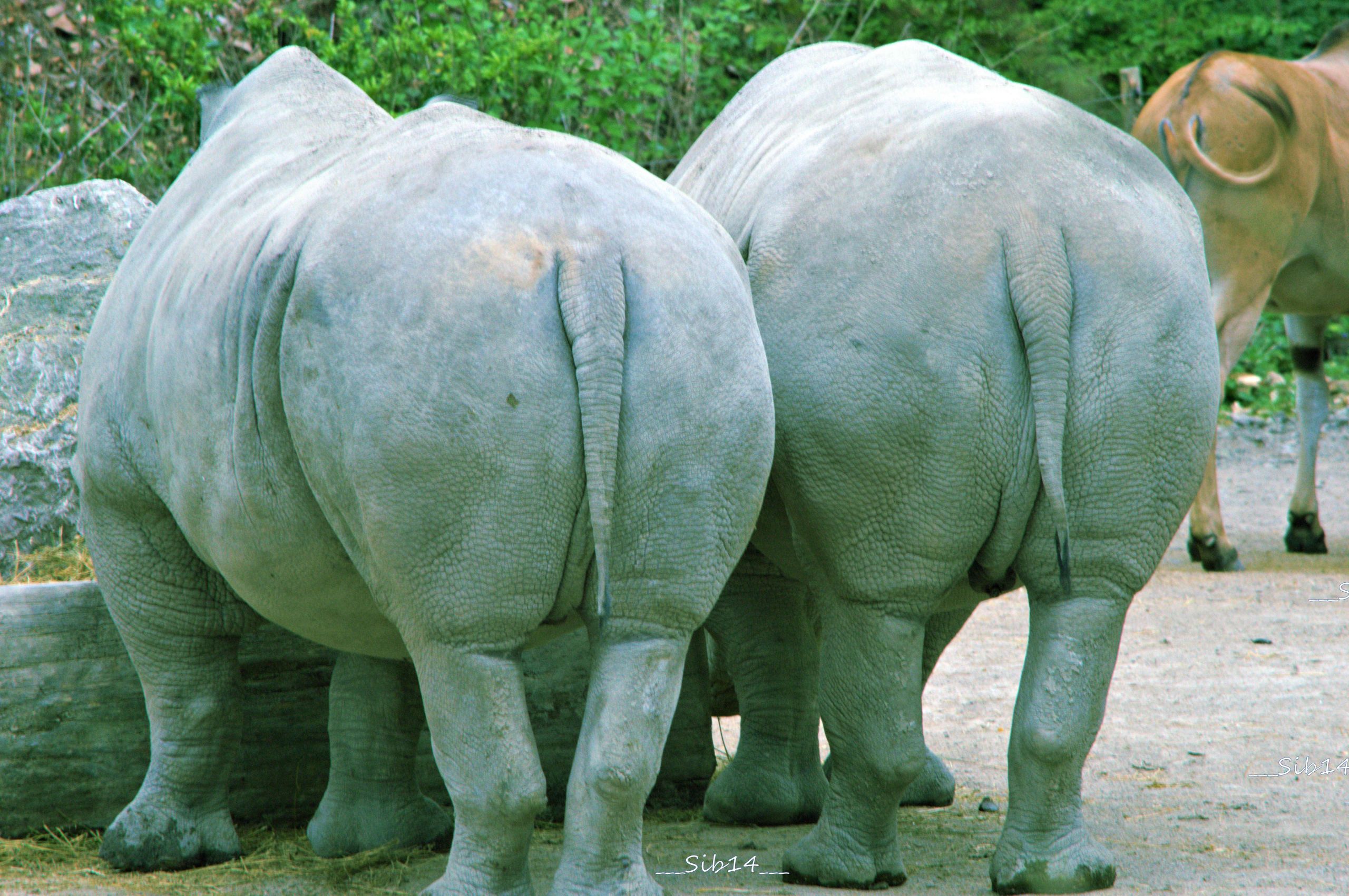 Fonds d'cran Animaux Rhinocros 