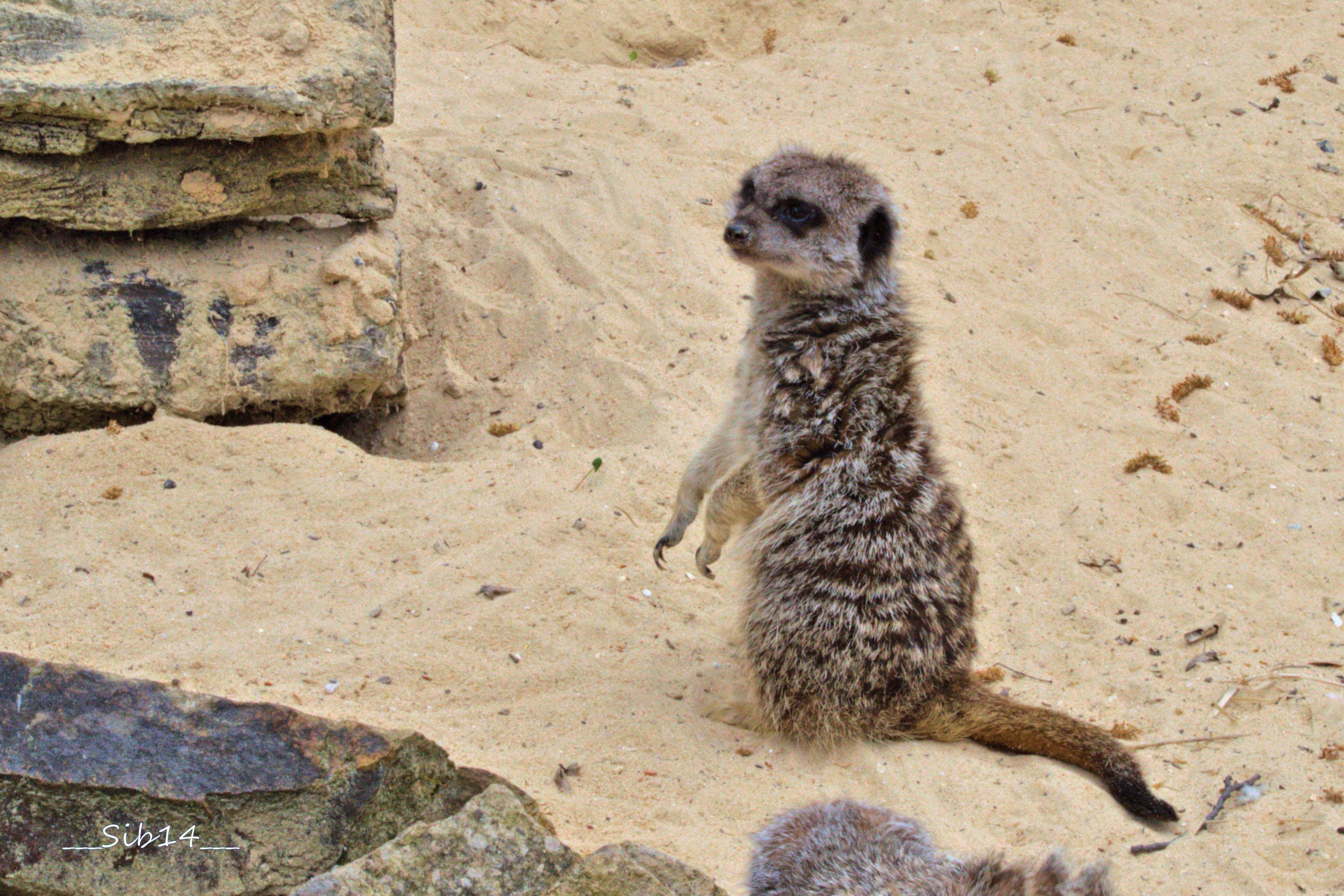 Fonds d'cran Animaux Mangoustes 