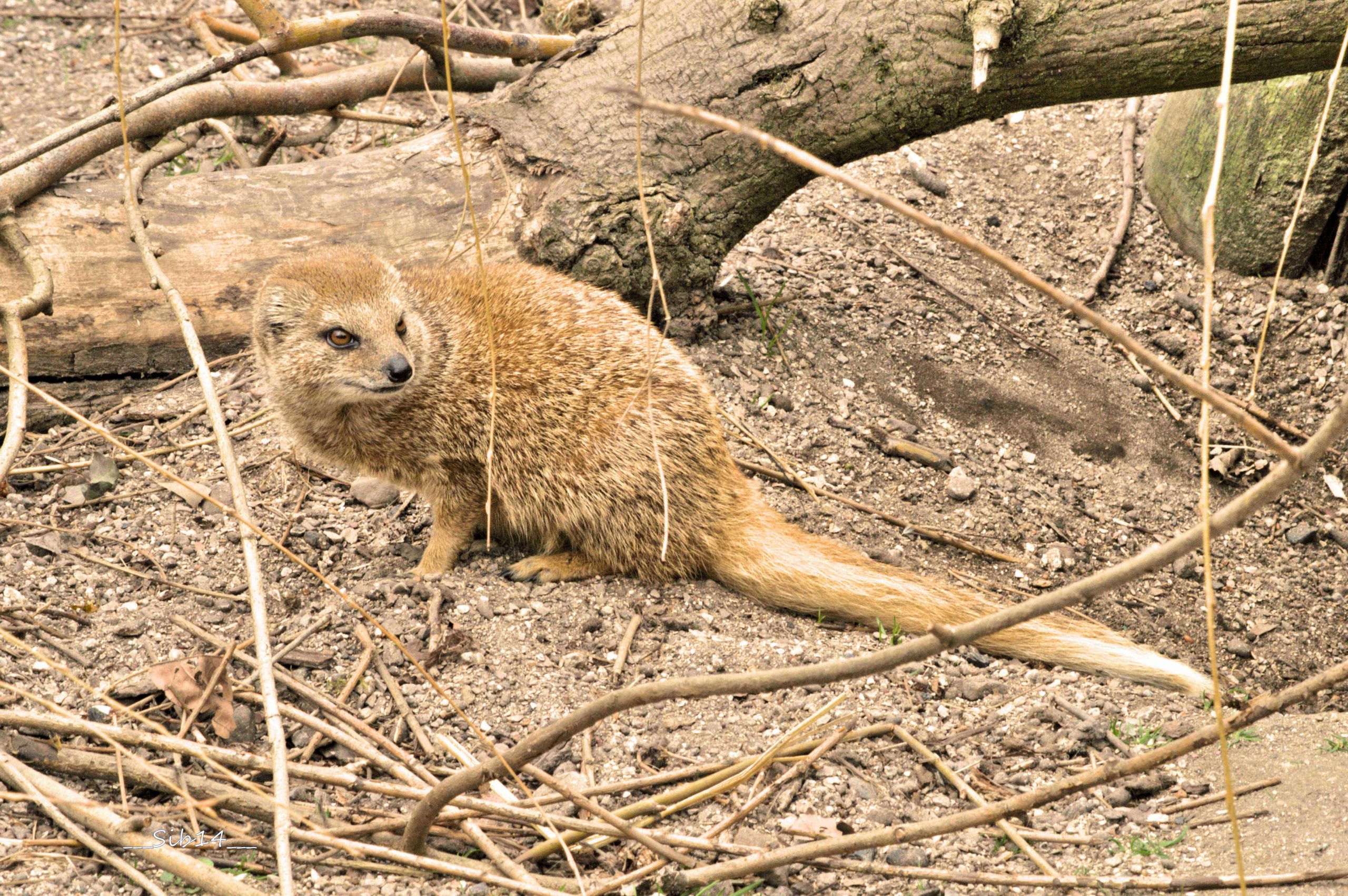 Wallpapers Animals Mongoose 