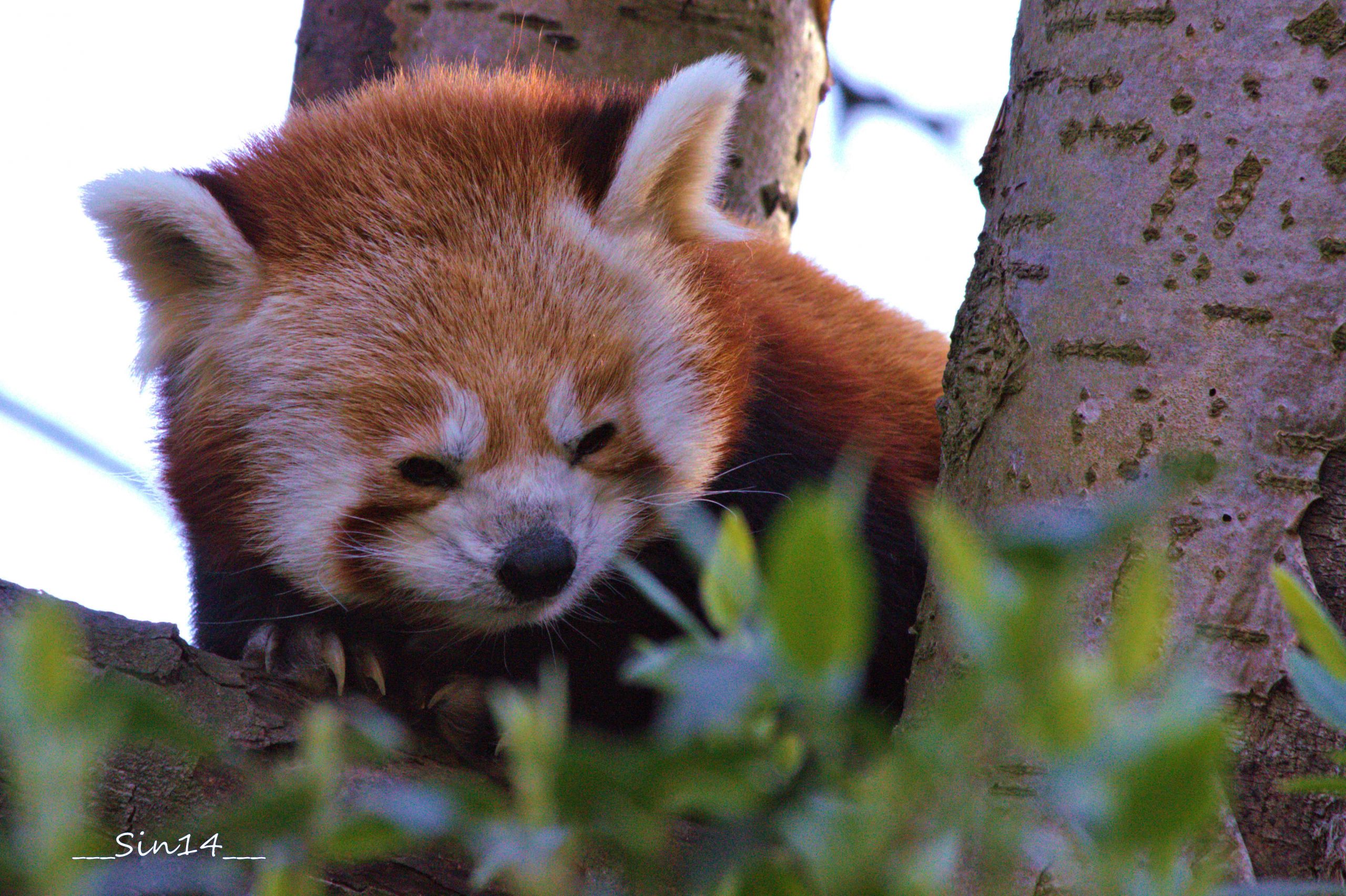 Wallpapers Animals Red pandas 