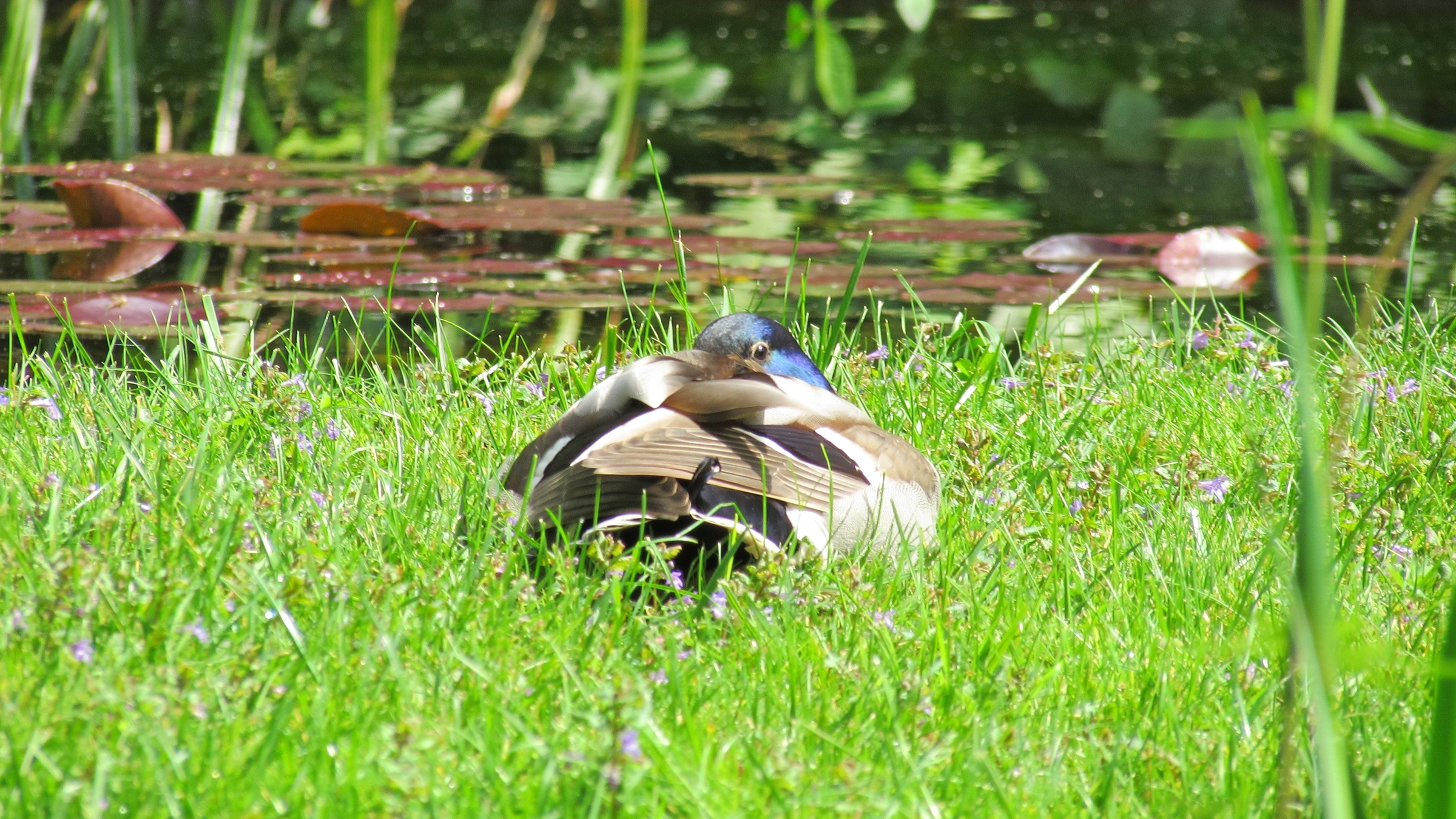 Fonds d'cran Animaux Oiseaux - Canards Canard.