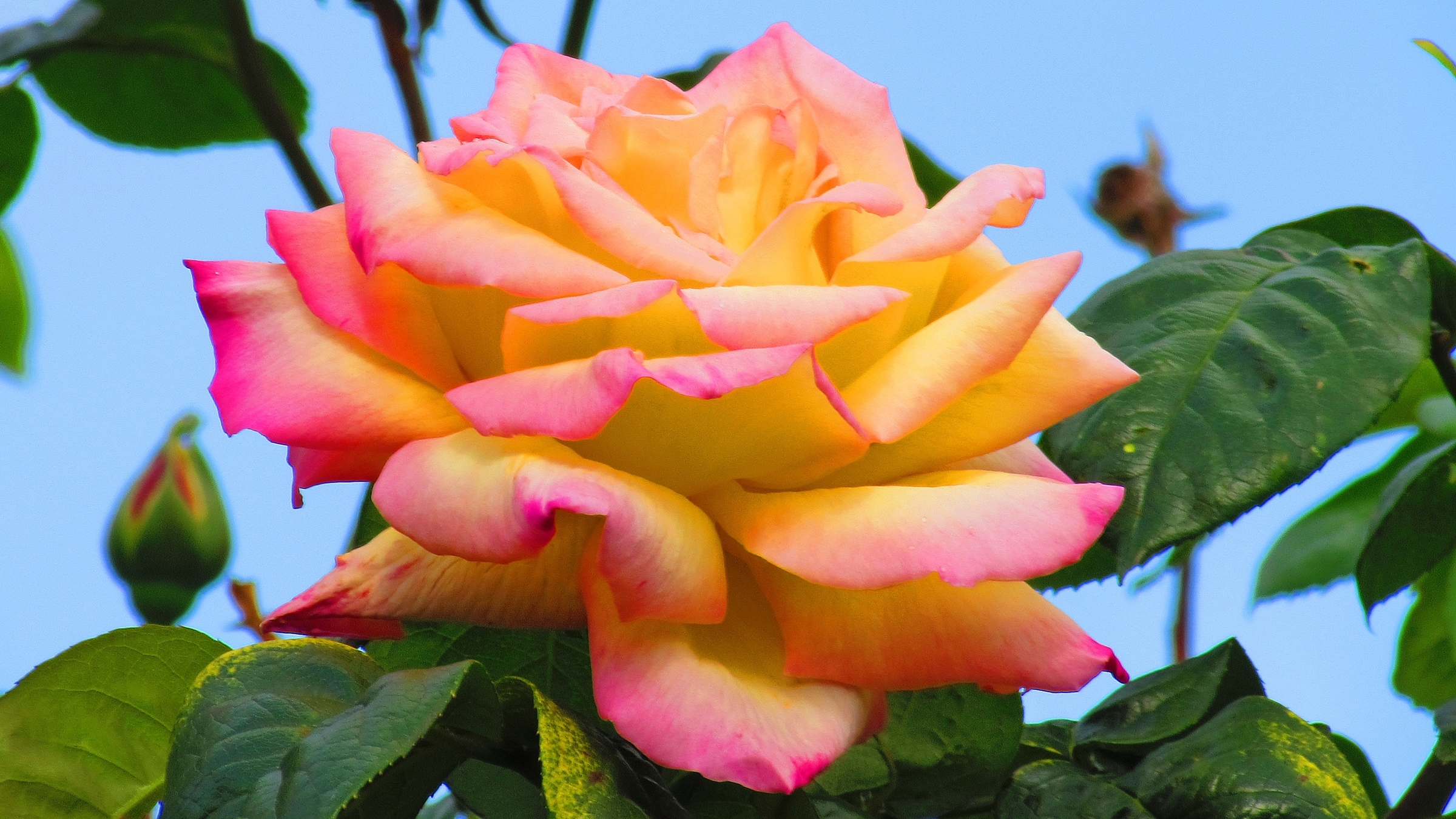 Fonds d'cran Nature Fleurs Rose orange.