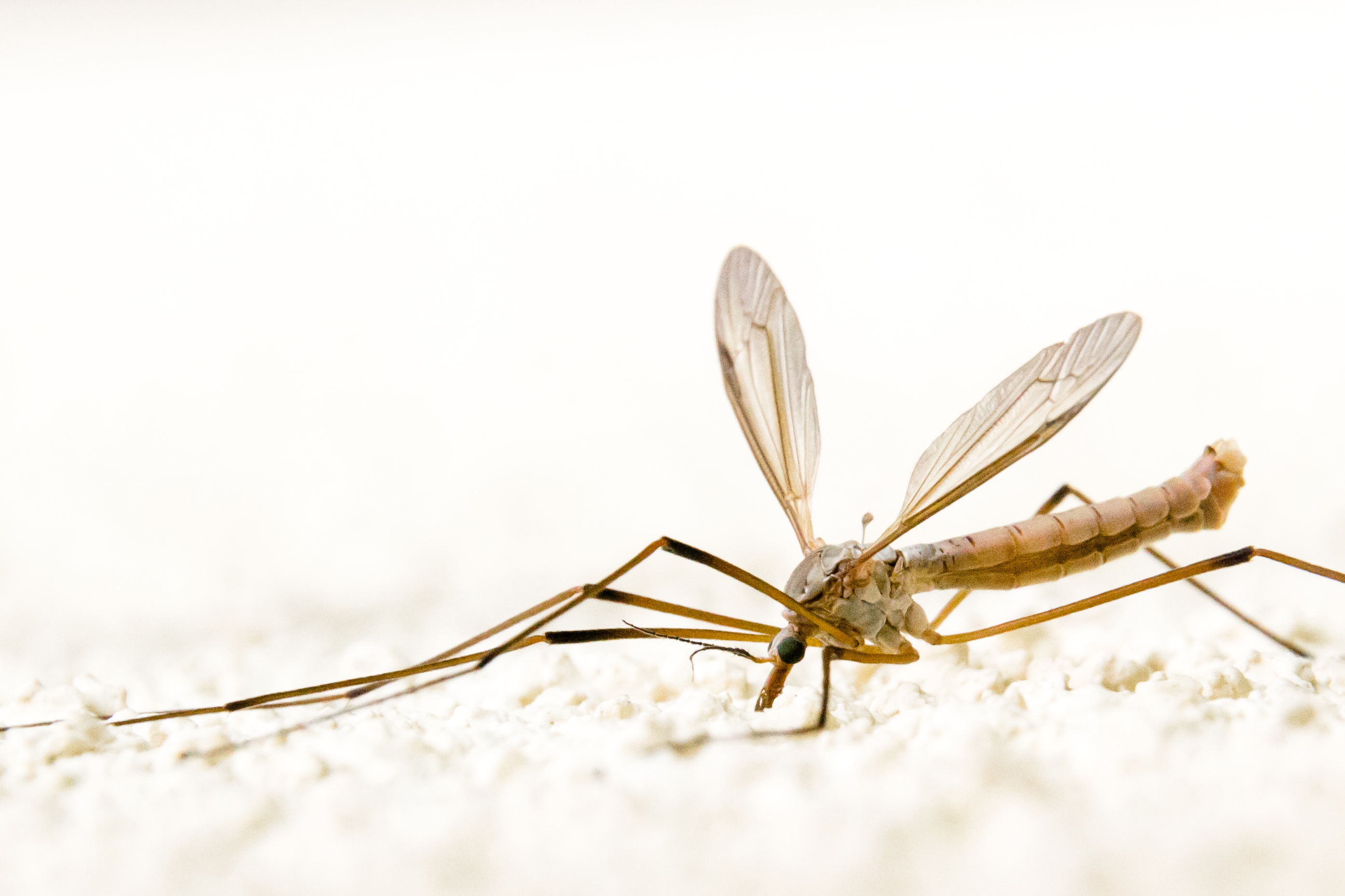 Fonds d'cran Animaux Insectes - Moustiques 