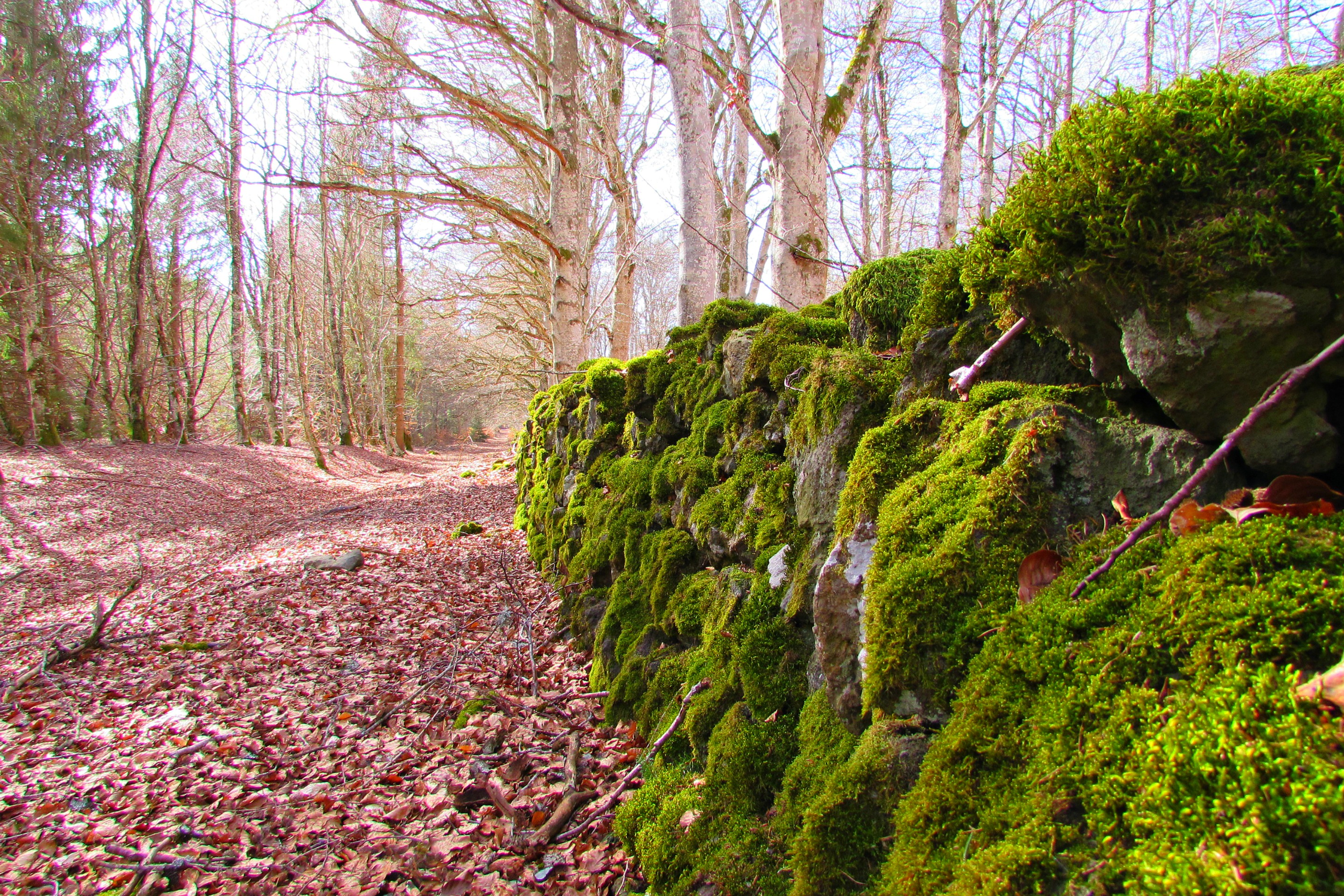 Fonds d'cran Nature Mousses - Lichens 