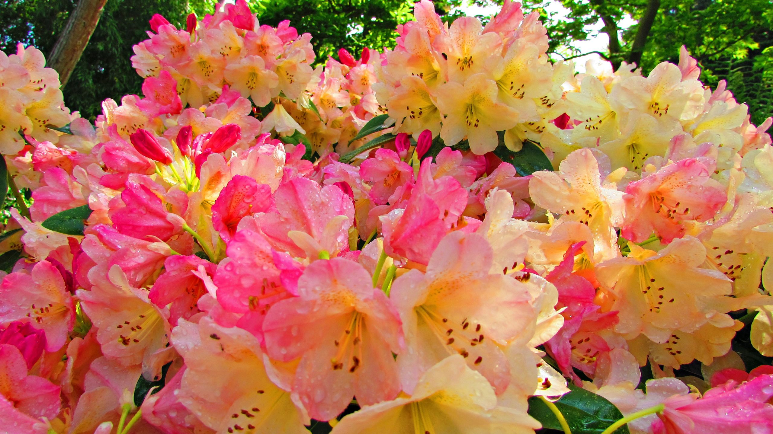 Fonds d'cran Nature Fleurs Ballet de fleurs.