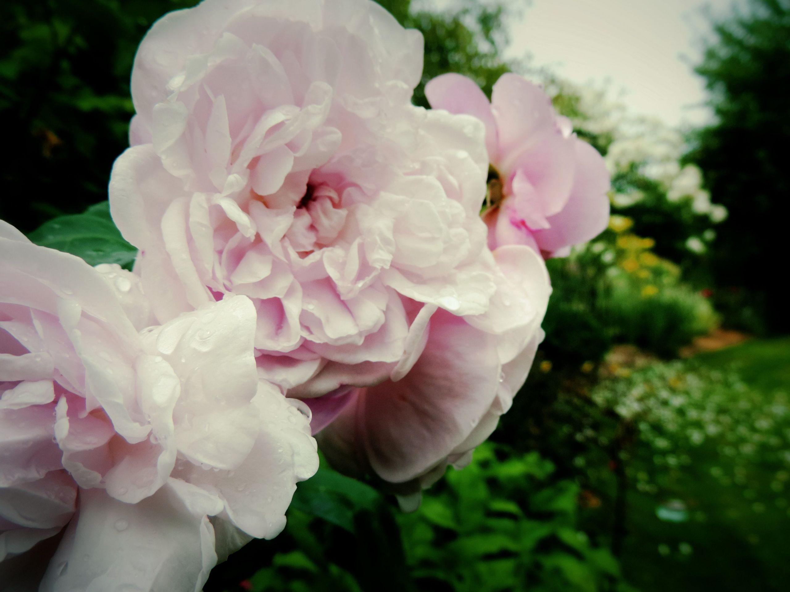 Fonds d'cran Nature Fleurs 