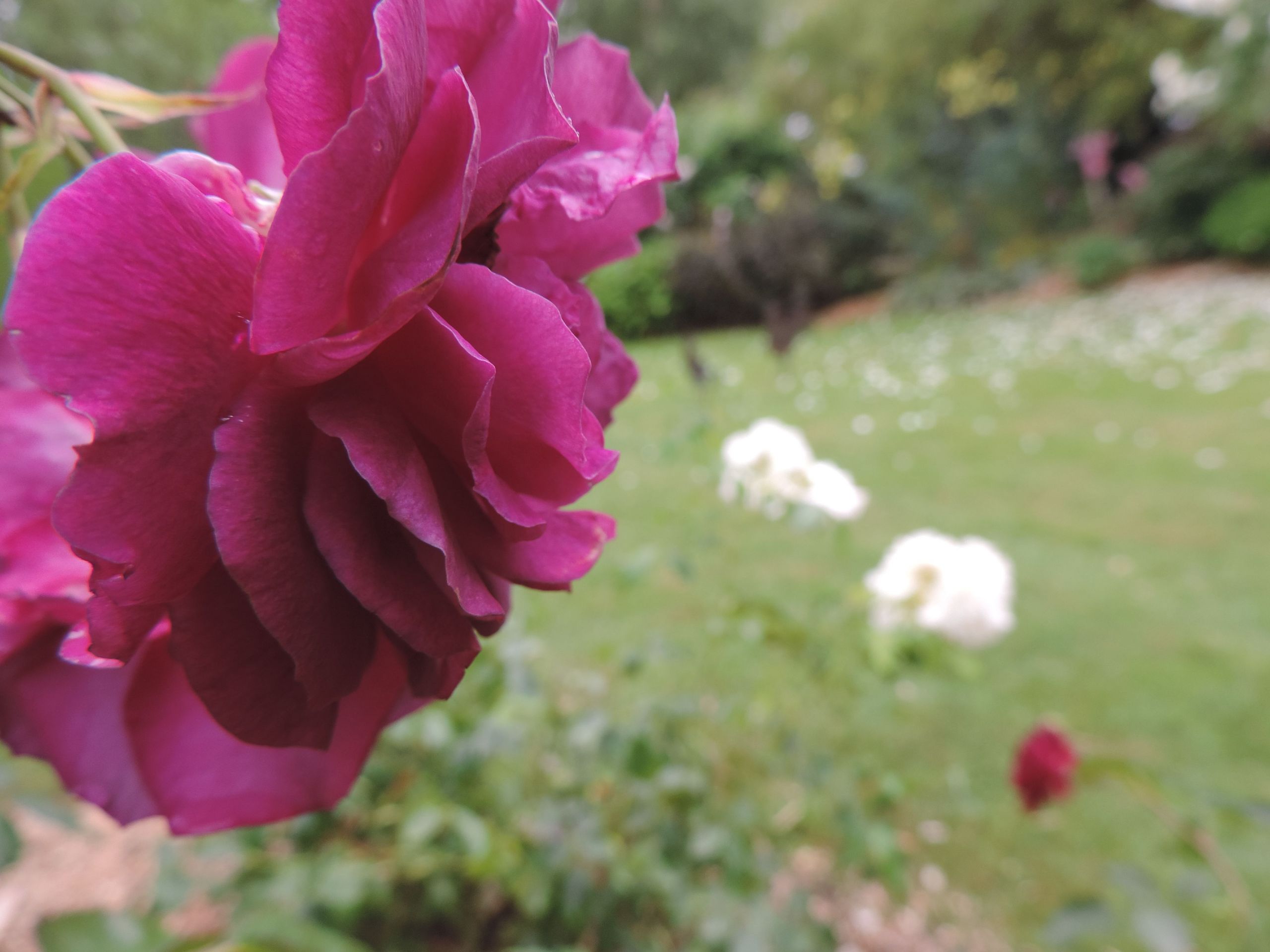 Fonds d'cran Nature Fleurs 