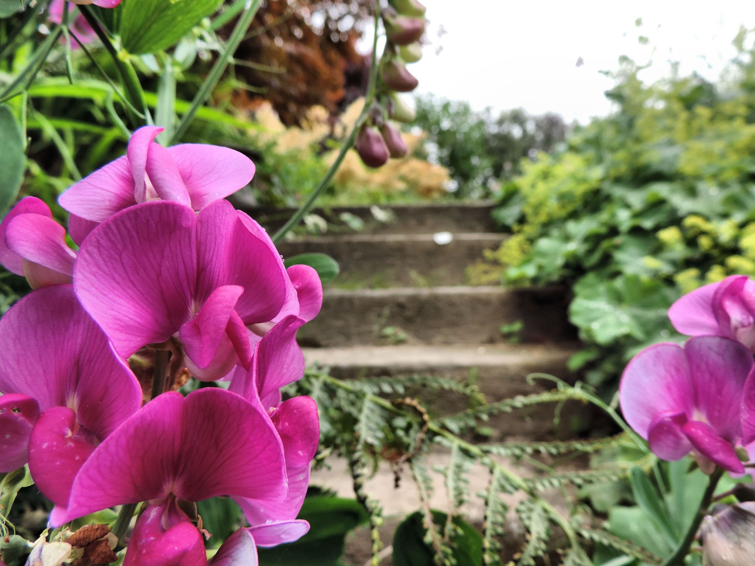 Fonds d'cran Nature Fleurs 