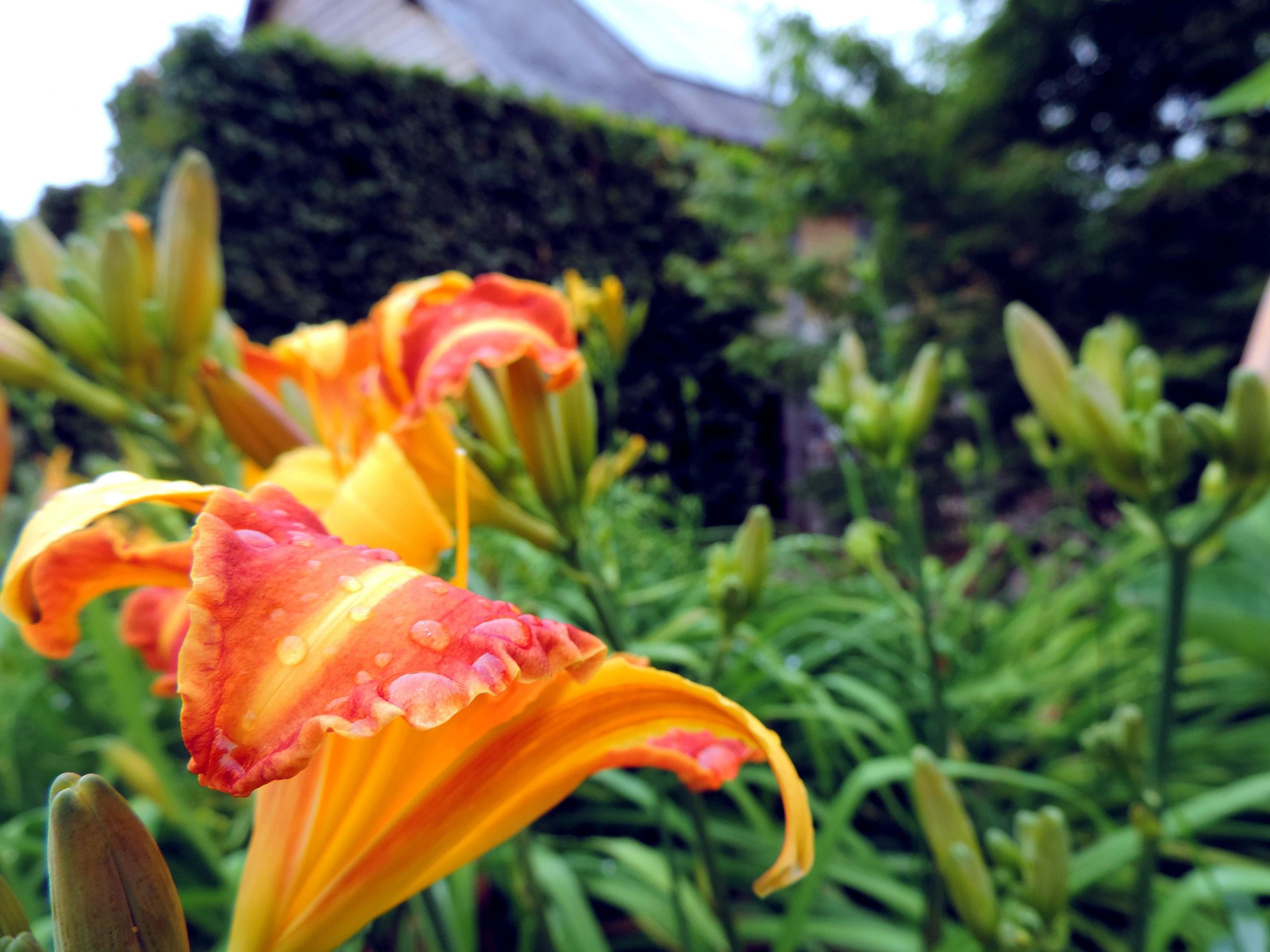 Fonds d'cran Nature Fleurs 