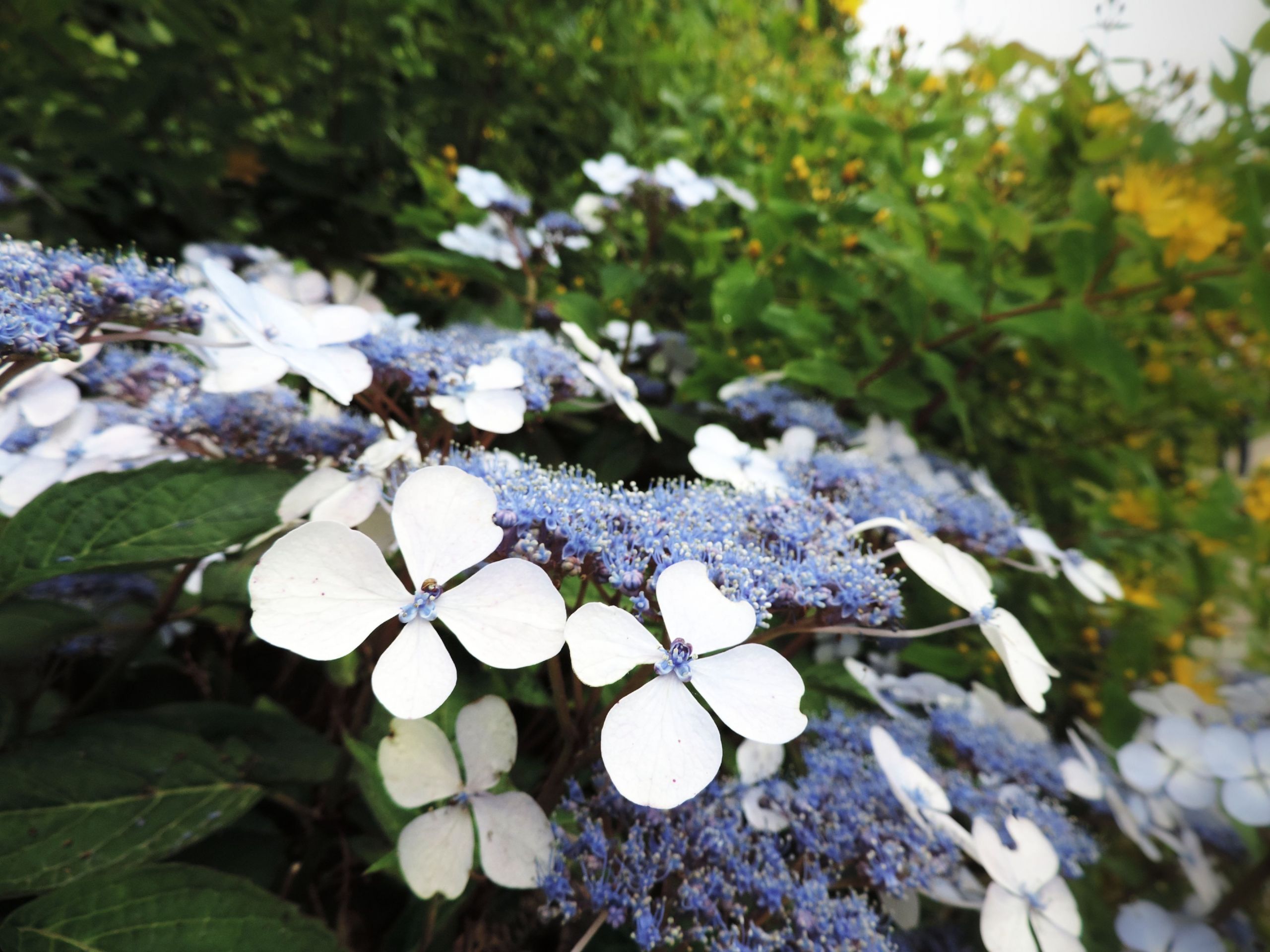 Fonds d'cran Nature Fleurs 