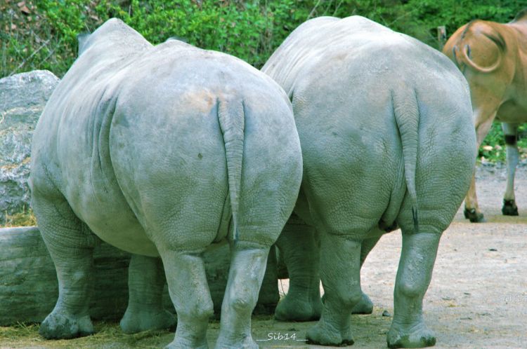 Fonds d'cran Animaux Rhinocros Wallpaper N379068