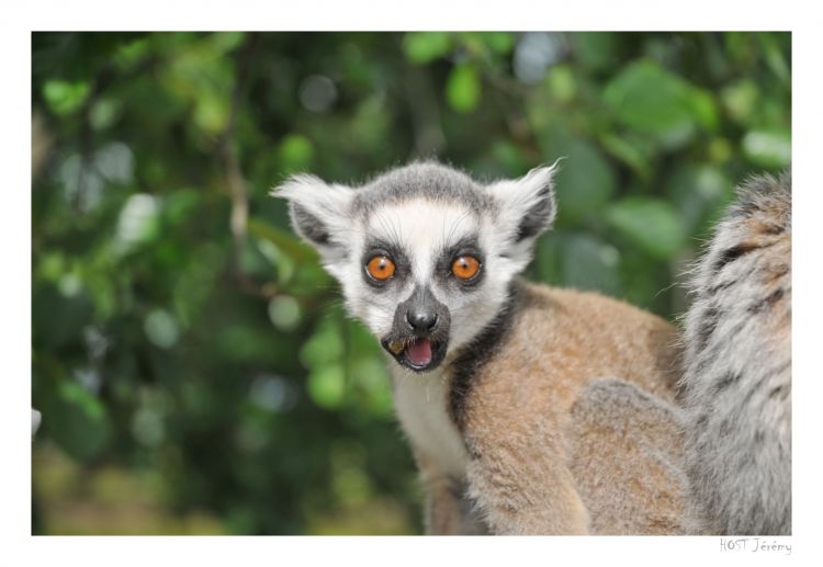 Wallpapers Animals Lemurs Jeune Lmurien