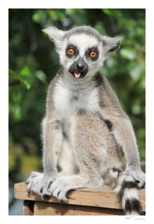 Wallpapers Animals Lemurs Jeune Lmurien