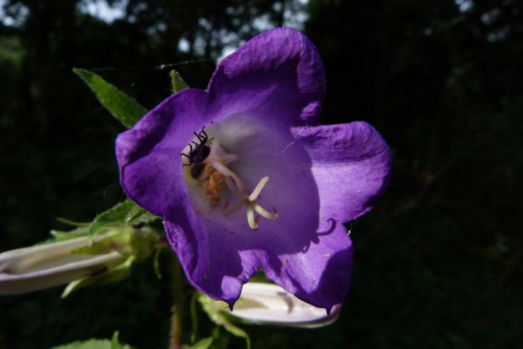 Fonds d'cran Nature Fleurs Campanule 