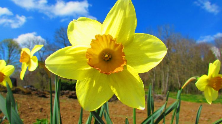 Fonds d'cran Nature Fleurs Jonquille.