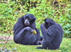  Animaux Image sans titre N379067