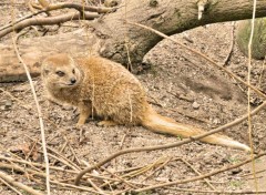  Animaux Image sans titre N379070