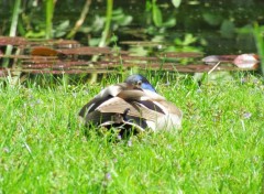  Animaux Canard.