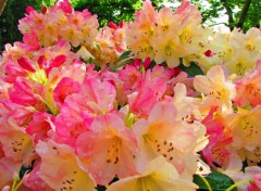  Nature Ballet de fleurs.