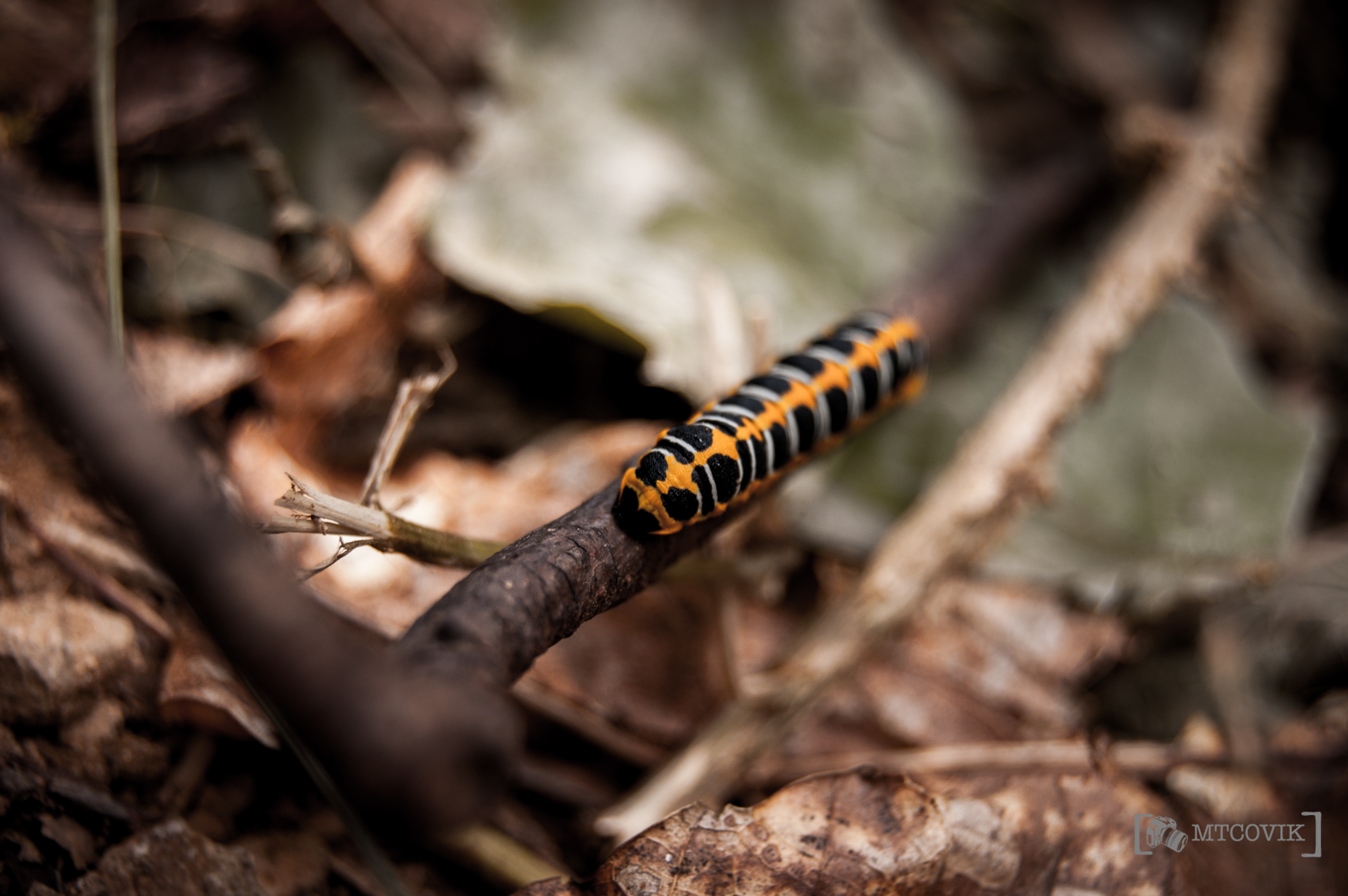 Wallpapers Animals Insects - Caterpillars Chenille