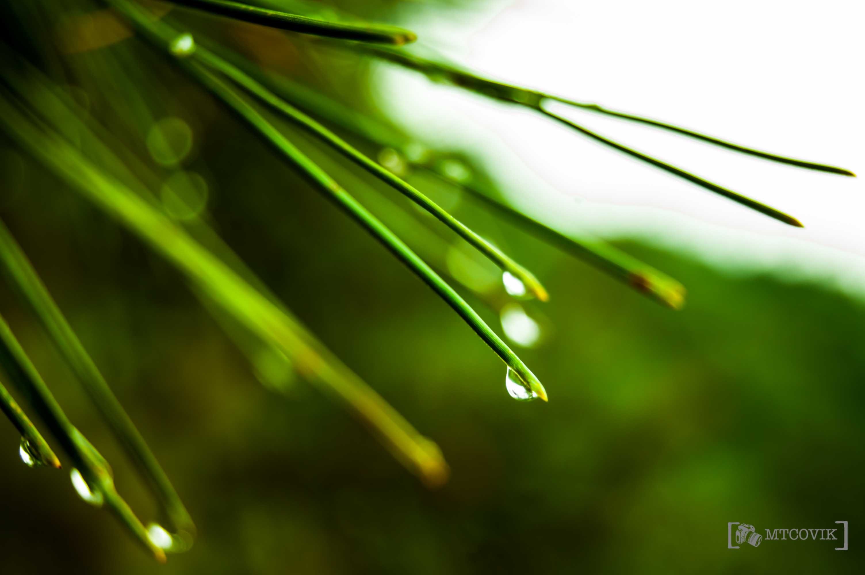 Wallpapers Nature Water - Drops Goutte