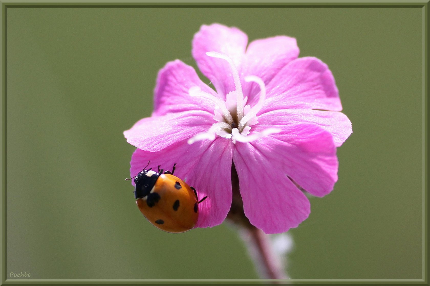 Wallpapers Animals Insects - Ladybugs 