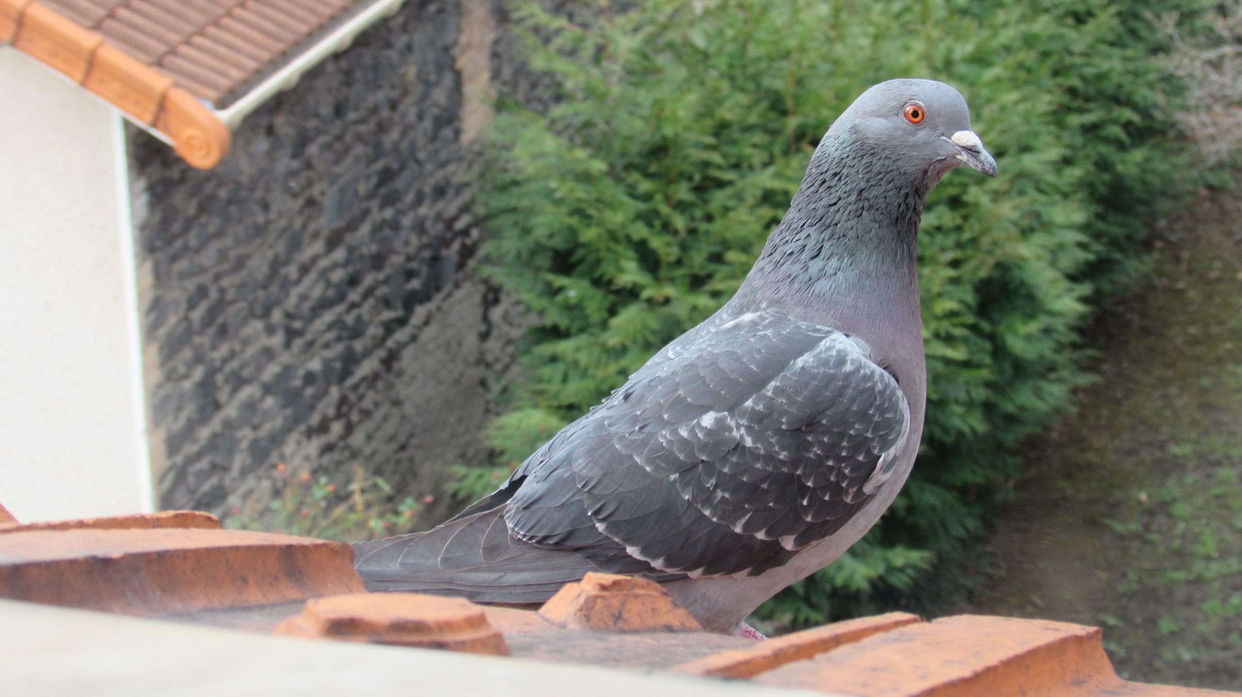 Fonds d'cran Animaux Oiseaux - Pigeons et Tourterelles Pigeon.