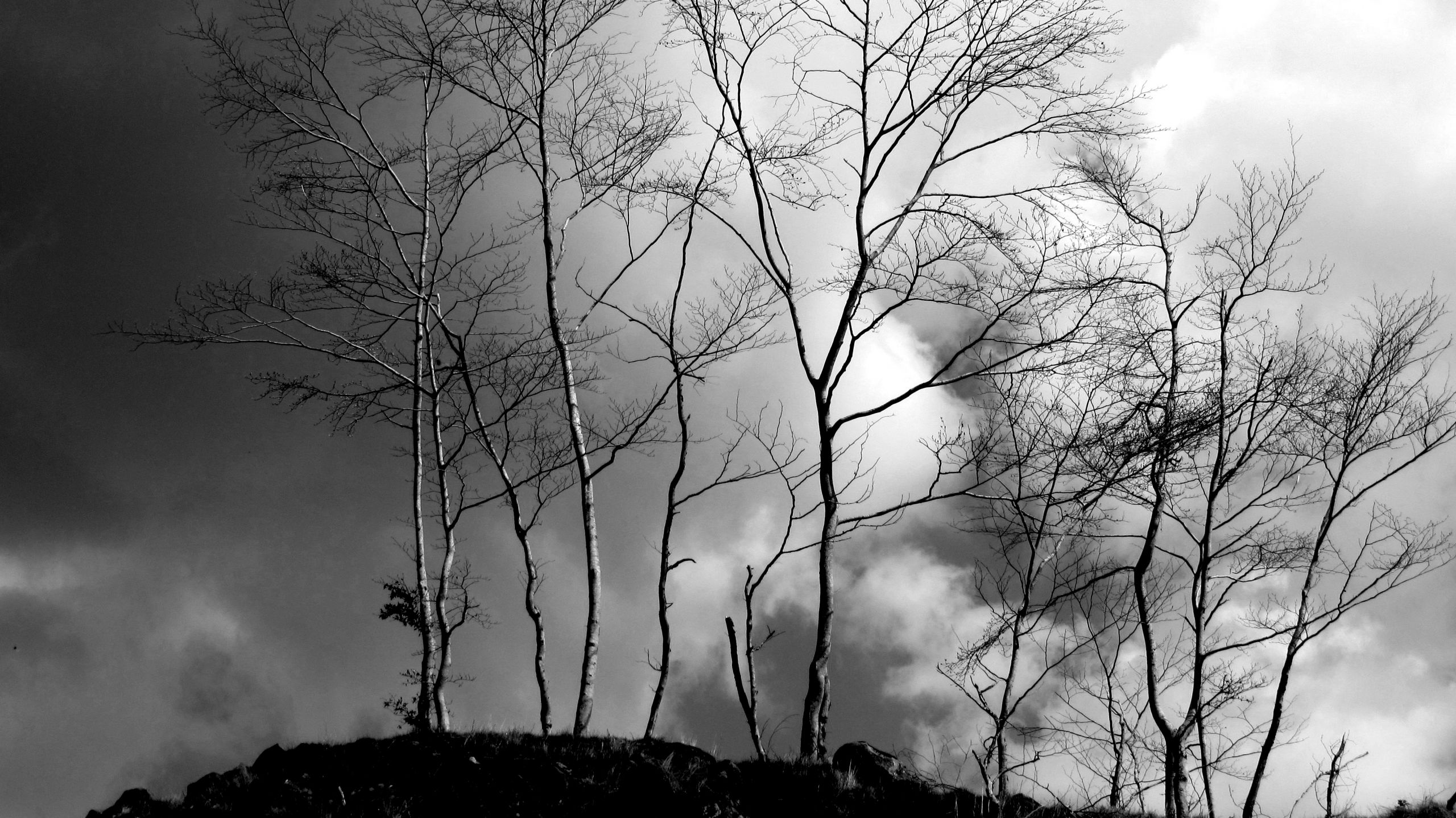 Fonds d'cran Nature Arbres - Forts Arbres en noir et blanc.