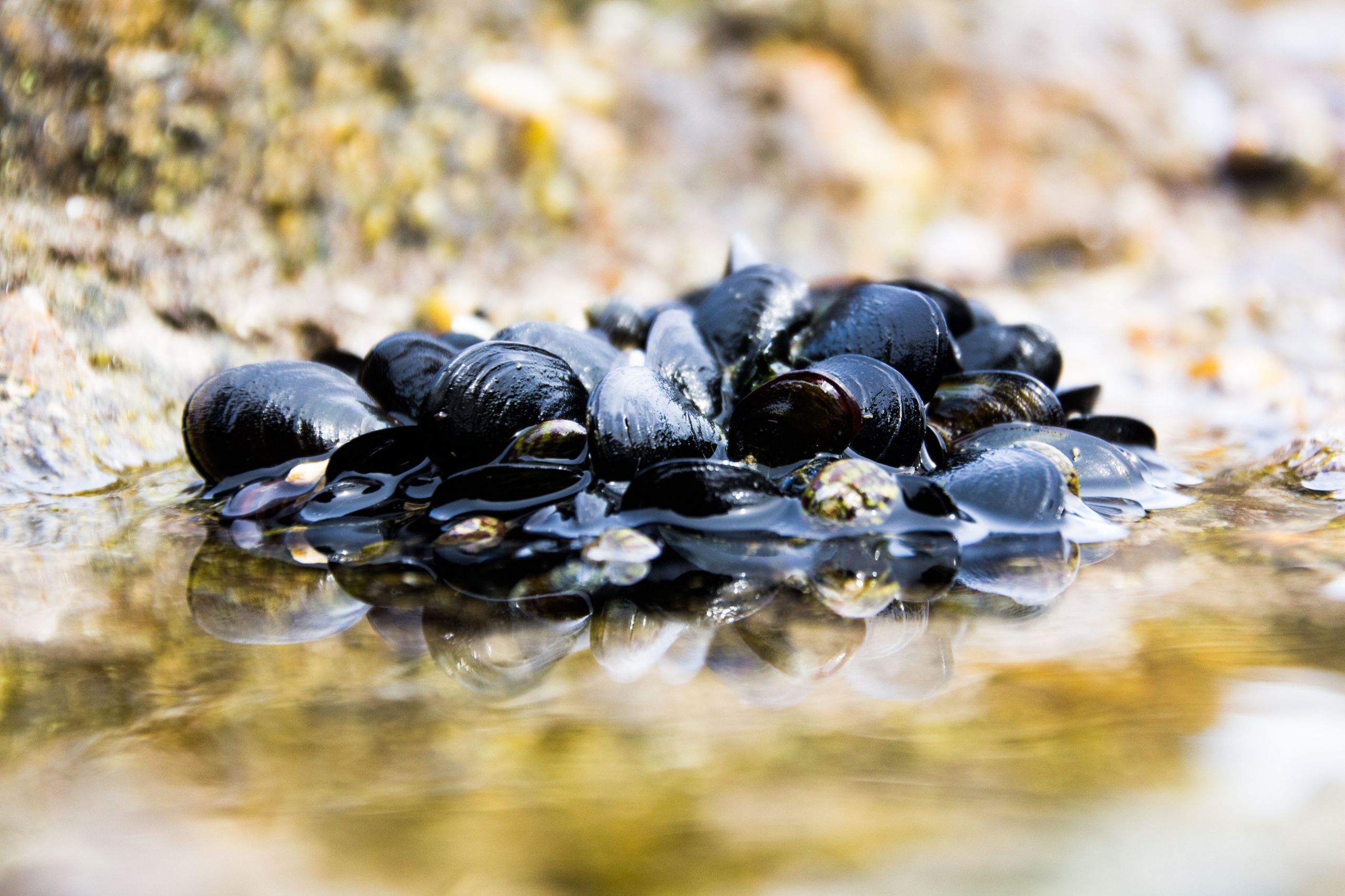 Wallpapers Animals Sealife - Shells poignée de moule qui beigne