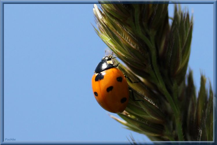 Wallpapers Animals Insects - Ladybugs Wallpaper N379144