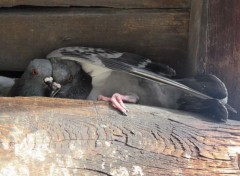  Animals Pigeons romantiques.