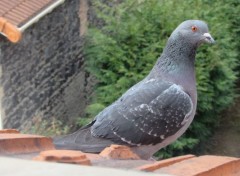  Animaux Pigeon.