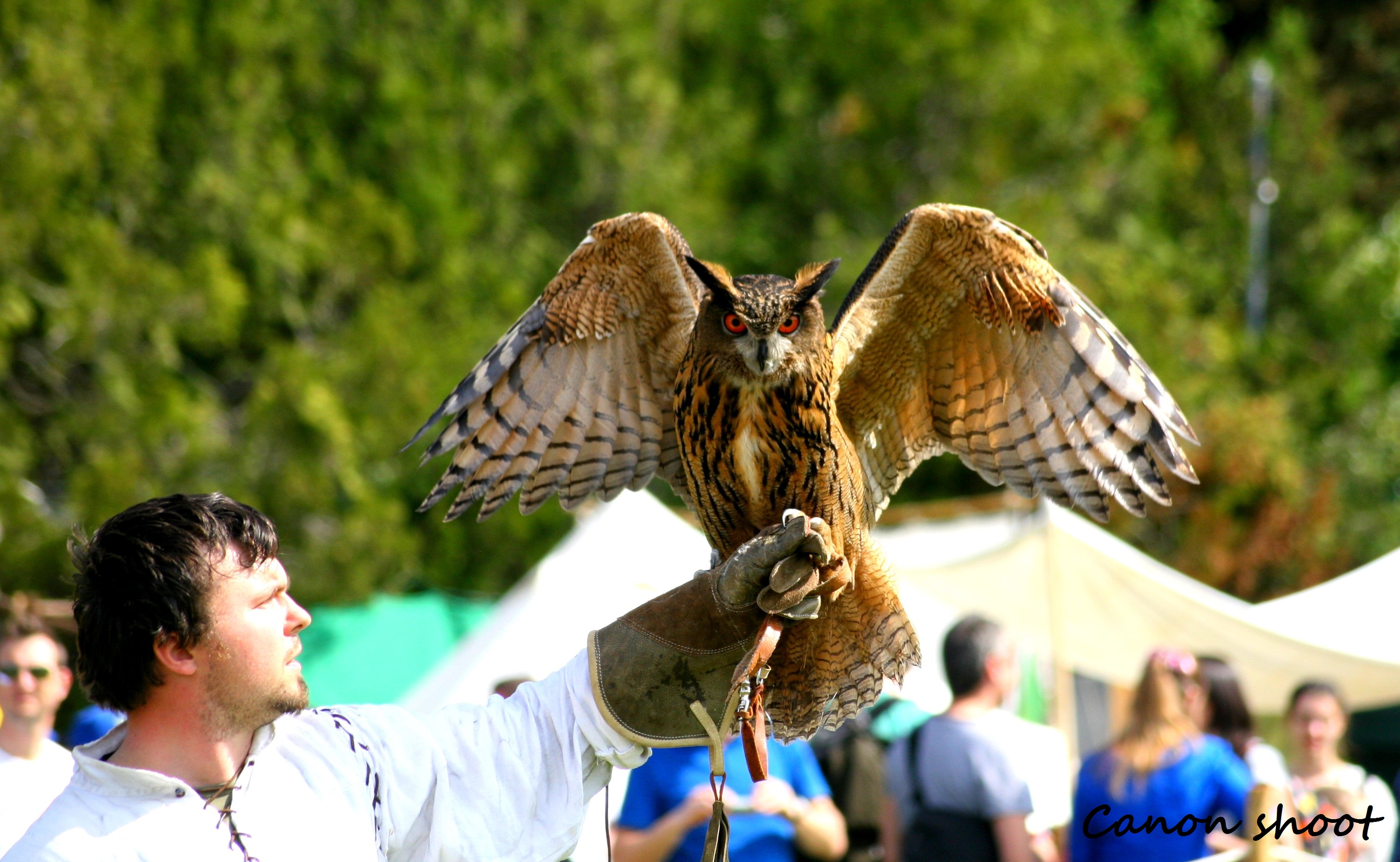 Wallpapers Animals Birds - Owls 