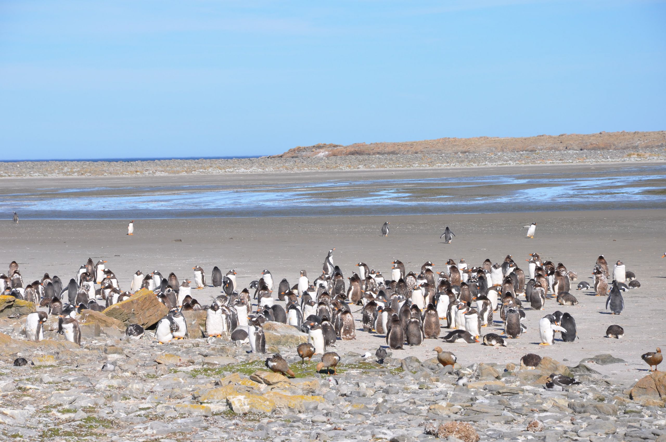 Fonds d'cran Animaux Oiseaux - Manchots Manchots des Falklands (ex îles Malouines)