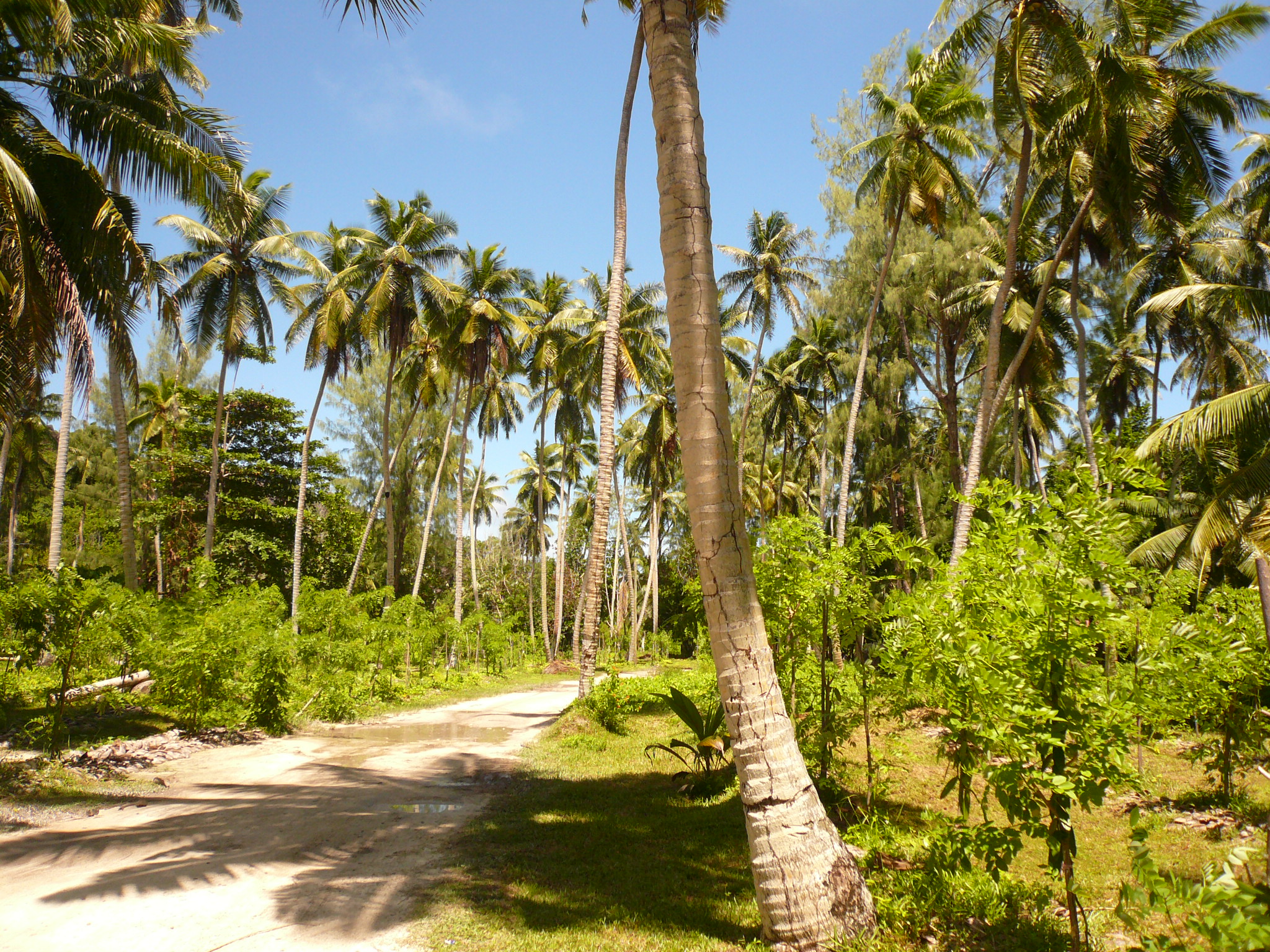 Wallpapers Nature Trees - Forests La Digue (Seychelles)