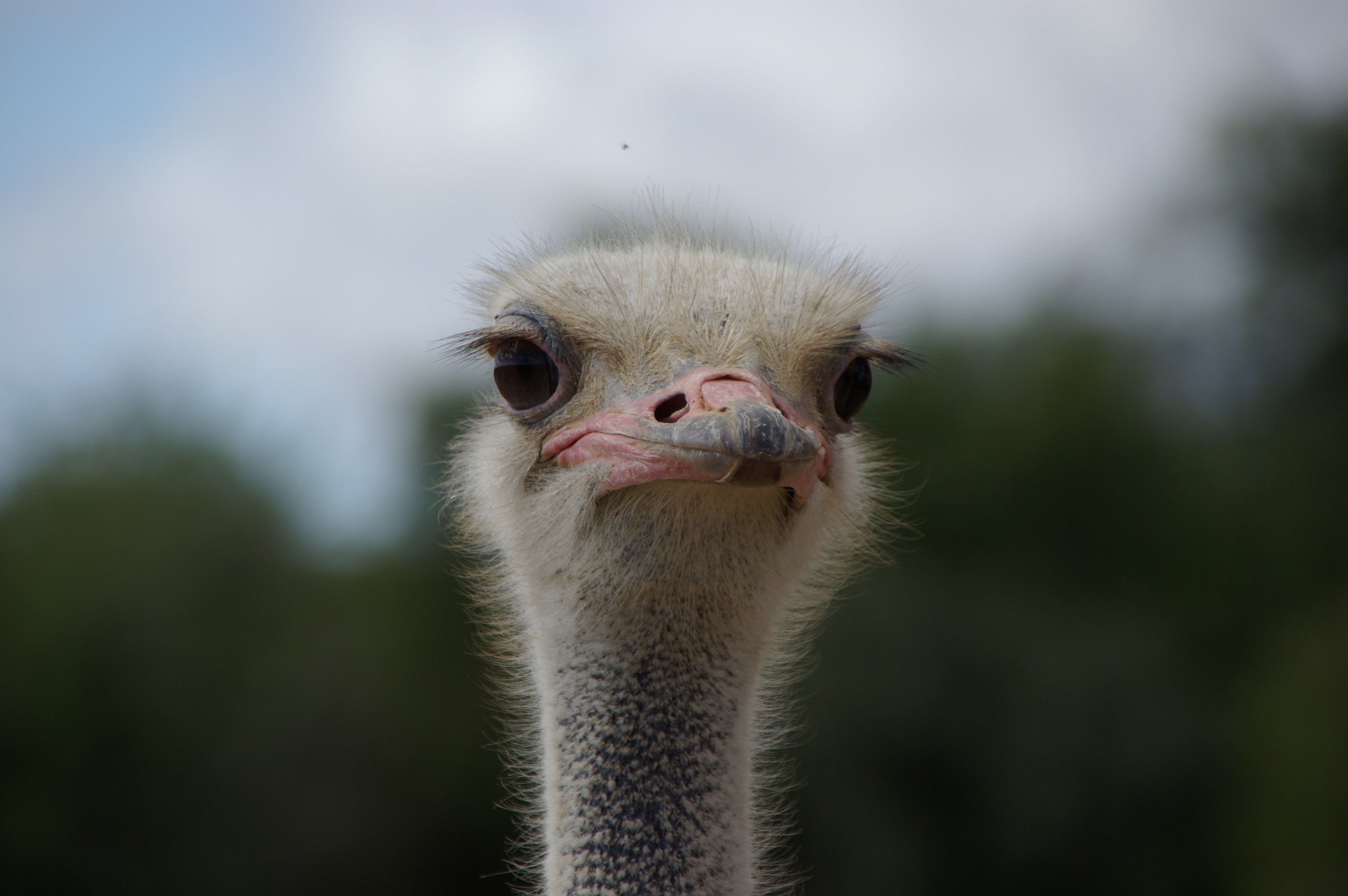 Fonds d'cran Animaux Oiseaux - Autruches et Emeus Autruche en Afrique du Sud