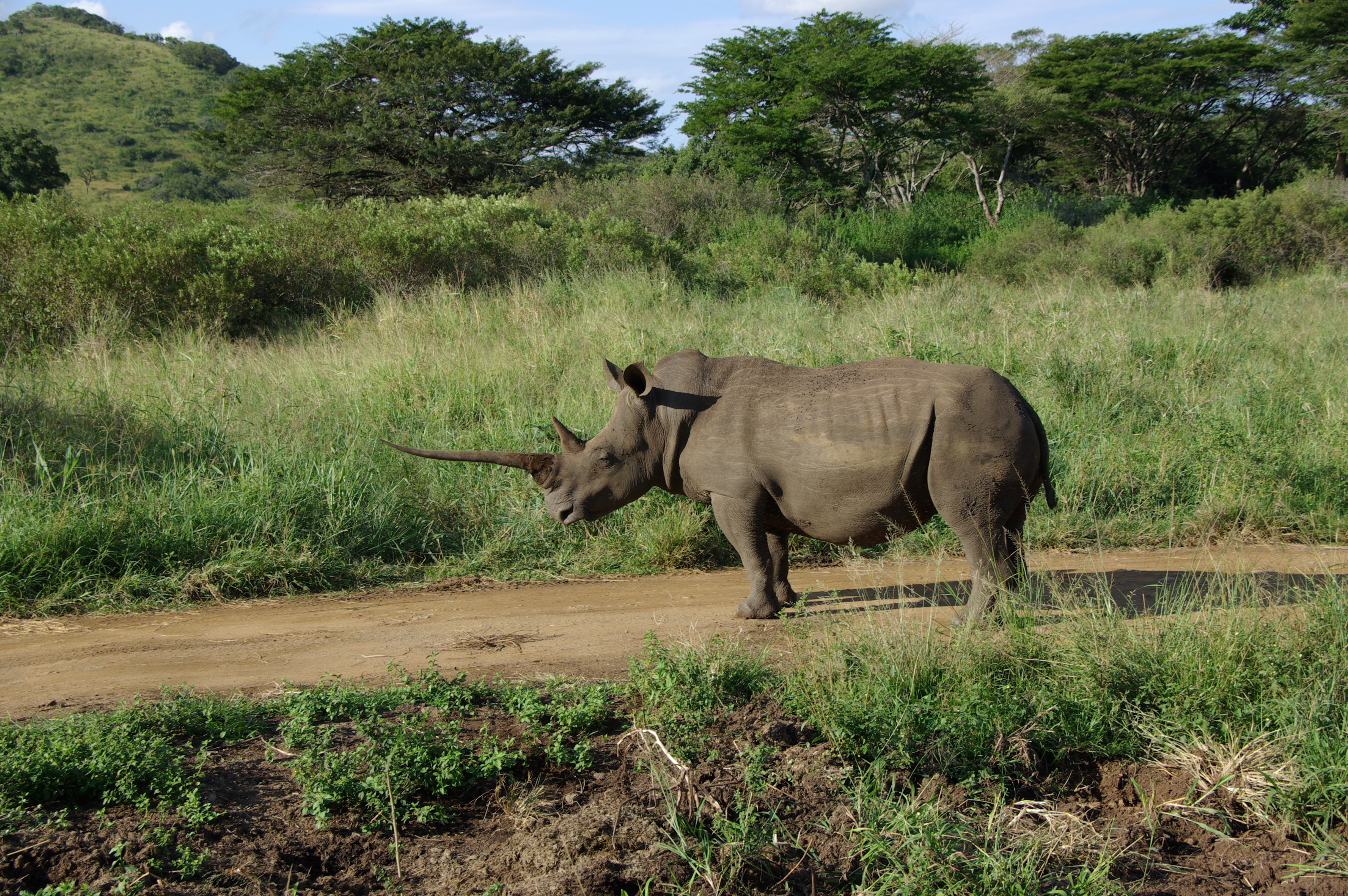 Fonds d'cran Animaux Rhinocros Park Kruger (Afrique du Sud)