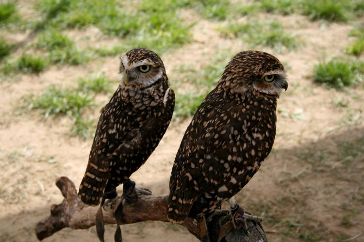 Fonds d'cran Animaux Oiseaux - Hiboux et Chouettes Wallpaper N379153