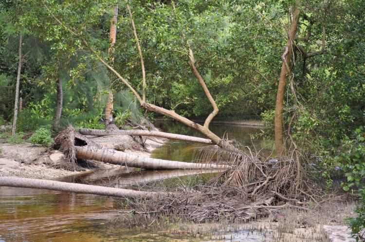 Fonds d'cran Nature Arbres - Forts Petite rivière La Digue Seychelles