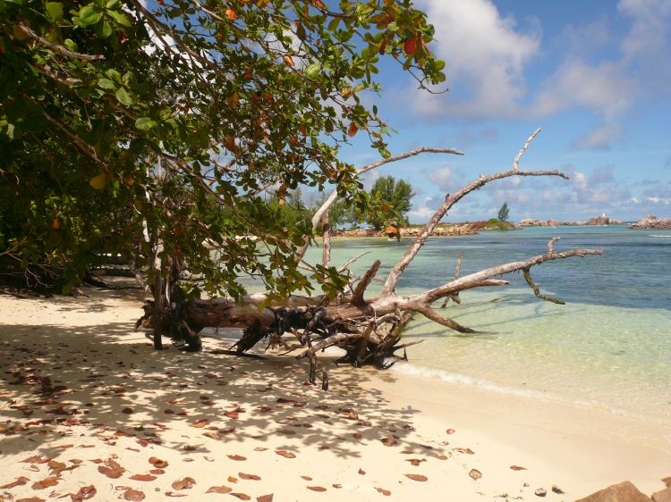 Fonds d'cran Nature Iles Paradisiaques La Digue (Seychelles)