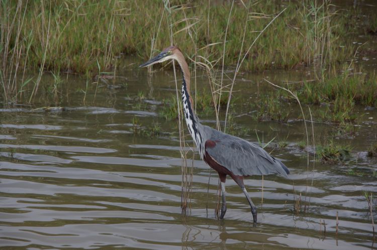 Fonds d'cran Animaux Oiseaux - Divers Afrique du Sud