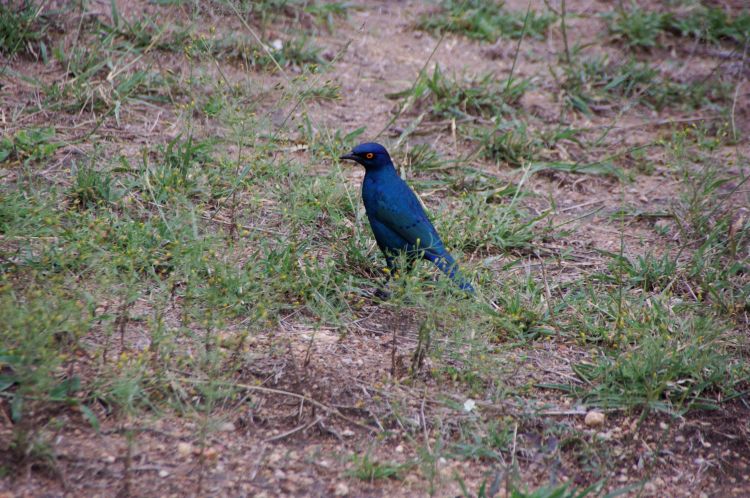 Fonds d'cran Animaux Oiseaux - Divers Afrique du Sud 