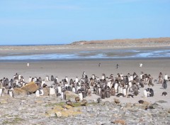  Animals Manchots des Falklands (ex îles Malouines)